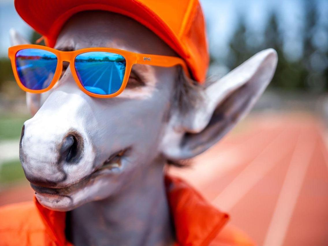 donkey goggles OG's